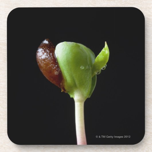 Apple-Sämlinge mit Samen-Muschel Untersetzer (Vorderseite)