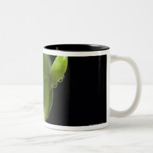 Apple-Sämlinge mit Samen-Muschel Zweifarbige Tasse