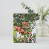 Apple Sauce Rezept Postkarte (Stehend Vorderseite)