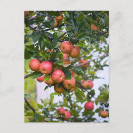 Apple Sauce Rezept Postkarte