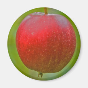 Apple-Sommer-Rot Magnet