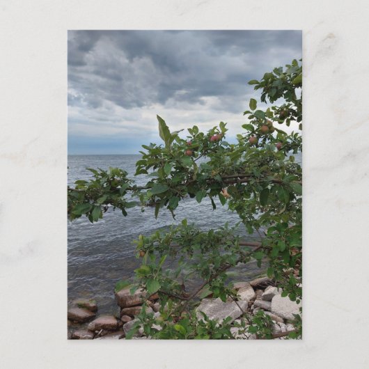 Apple Tree and Stormy Day am See Postkarte (Vorderseite)
