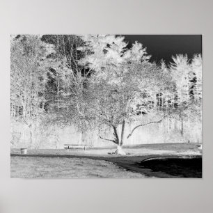 Apple Tree - B&W Poster