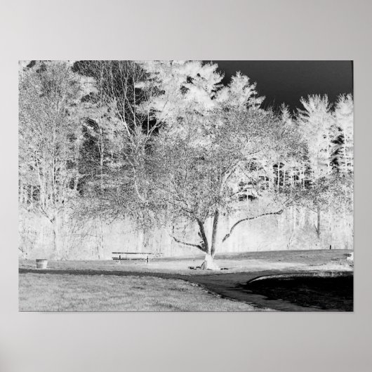 Apple Tree - B&W Poster (Vorne)