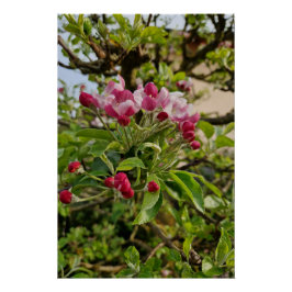 Apple tree blossom  poster