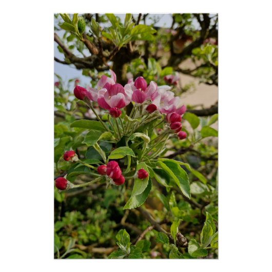 Apple tree blossom  poster (Vorderseite)