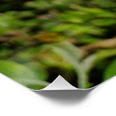 Apple tree blossom  poster (Ecke)