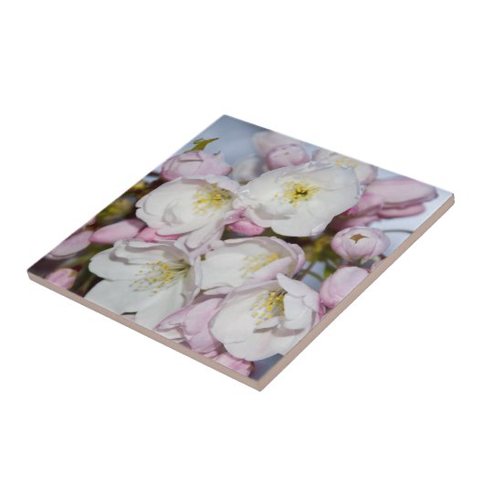 Apple Tree blüht auf einem blauen Himmel Fliese (Seite)