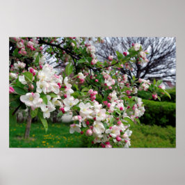 Apple tree spring blossom. poster