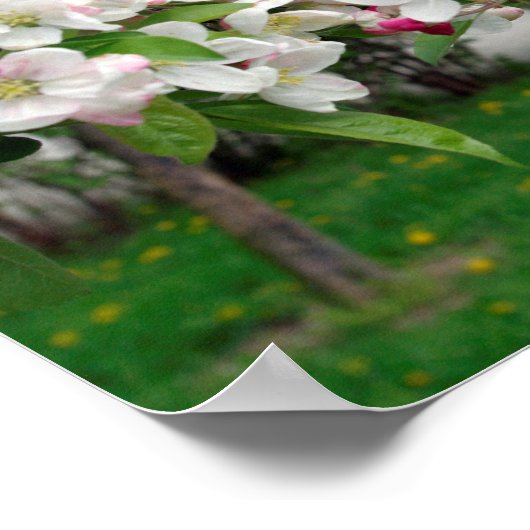 Apple tree spring blossom. poster (Ecke)
