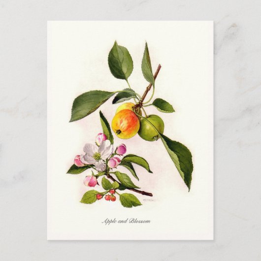 Apple und Blossom Postkarte (Vorderseite)