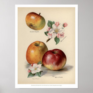 Apple - Vintages Frucht-Plakat Poster