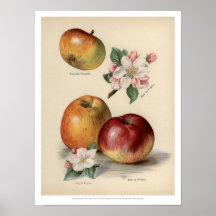 Apple - Vintages Fruchtplakat