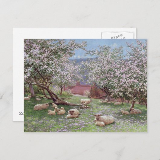 Appleblossom Postkarte (Vorne/Hinten)