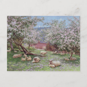 Appleblossom Postkarte