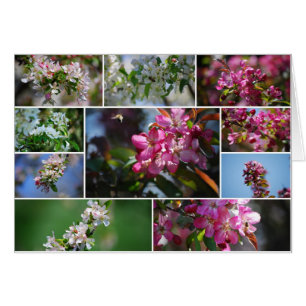 Appleblüten- und -honigbienen