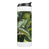 Apples ripening on an apple tree thermosbecher (Nach links gedreht)