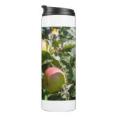 Apples ripening on an apple tree thermosbecher (Nach rechts gedreht)