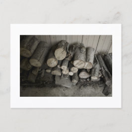 Approachable Wolf Post Card Print Postkarte