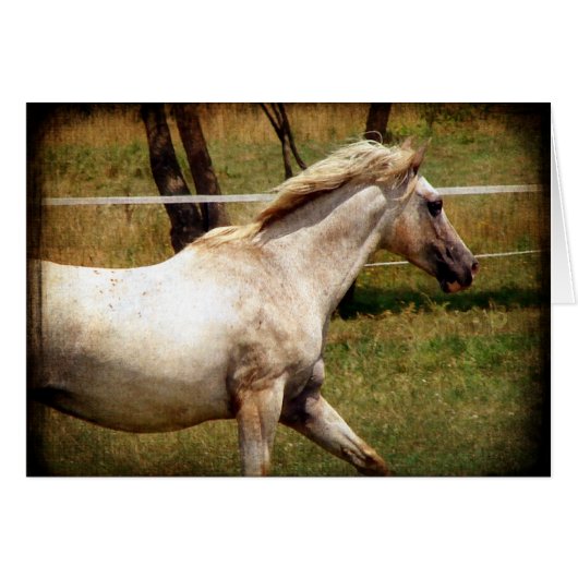 Appy (Vorderseite (Horizontal))