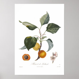 Apricot, Abricot de Hollande Poster