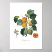 Apricot-Albergia-Franc Poster (Vorne)