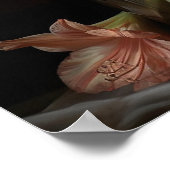 Apricot Amaryllis Blume Art Print Poster (Ecke)