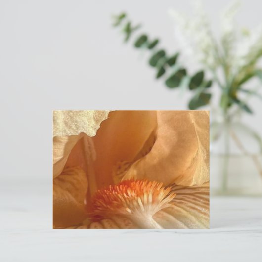 Apricot Bearded Iris Postkarte (Stehend Vorderseite)