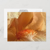 Apricot Bearded Iris Postkarte (Vorne/Hinten)