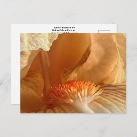 Apricot Bearded Iris Postkarte (Vorne/Hinten)