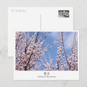 Apricot Blossom Postkarte (Vorne/Hinten)