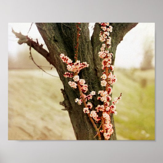 Apricot-Blume - Vintages Foto 1911 Poster (Vorne)