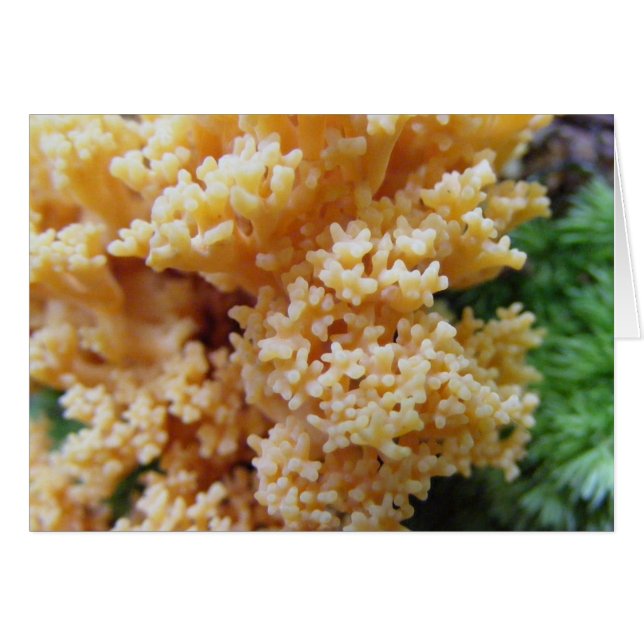 Apricot Coral Fungi (Vorderseite (Horizontal))
