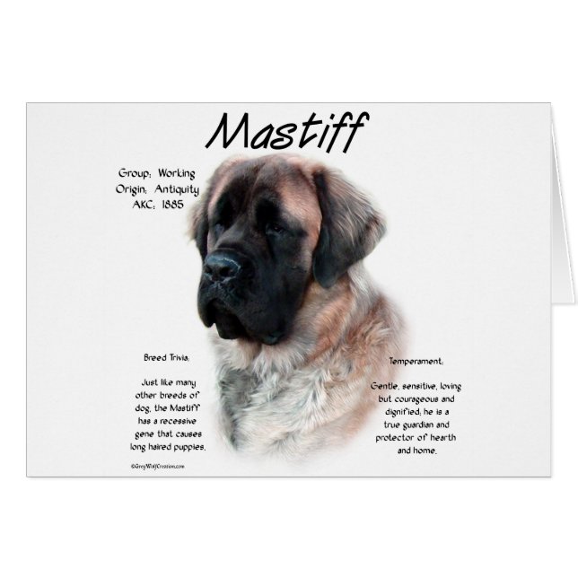 Apricot Fluffy Mastiff Geschichte (Vorderseite (Horizontal))