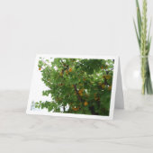 Apricot Frucht auf Tree Portrait Karte (Vorderseite)