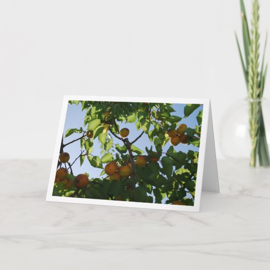Apricot Fruit on Tree Karte (Vorderseite)