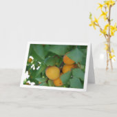 Apricot Fruit on Tree Karte (Gelbe Blume)