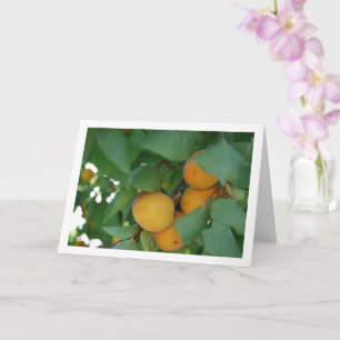 Apricot Fruit on Tree Karte