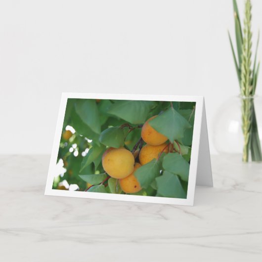 Apricot Fruit on Tree Karte (Vorderseite)
