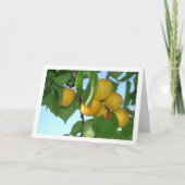 Apricot Fruit on Tree Karte (Vorderseite)