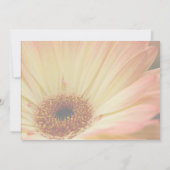 Apricot Gerbera ・ Ankündigung Datum freihalten (Rückseite)
