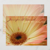 Apricot Gerbera ・ Ankündigung Datum freihalten (Vorne/Hinten)