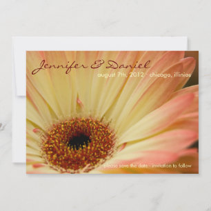 Apricot Gerbera ・ Ankündigung Datum freihalten
