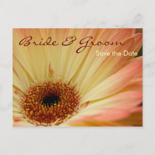 Apricot Gerbera Save the Date Postcard Ankündigungspostkarte