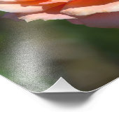 Apricot Hybrid Tea Rose mit Honigbiene Fotodruck (Ecke)