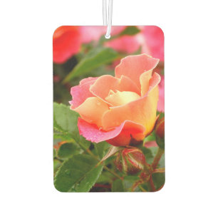 Apricot Lmon Pink Rose Autolufterfrischer