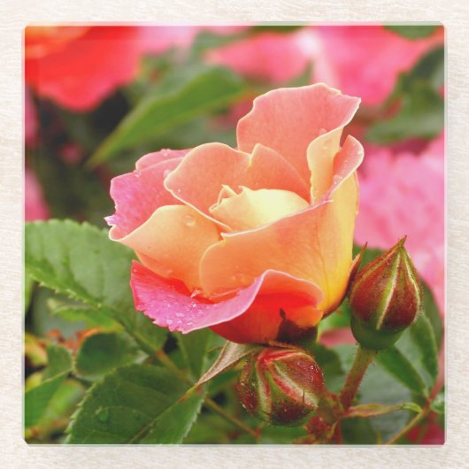 Apricot Lmon Pink Rose Glasuntersetzer (Vorderseite)