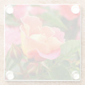 Apricot Lmon Pink Rose Glasuntersetzer (Rückseite)