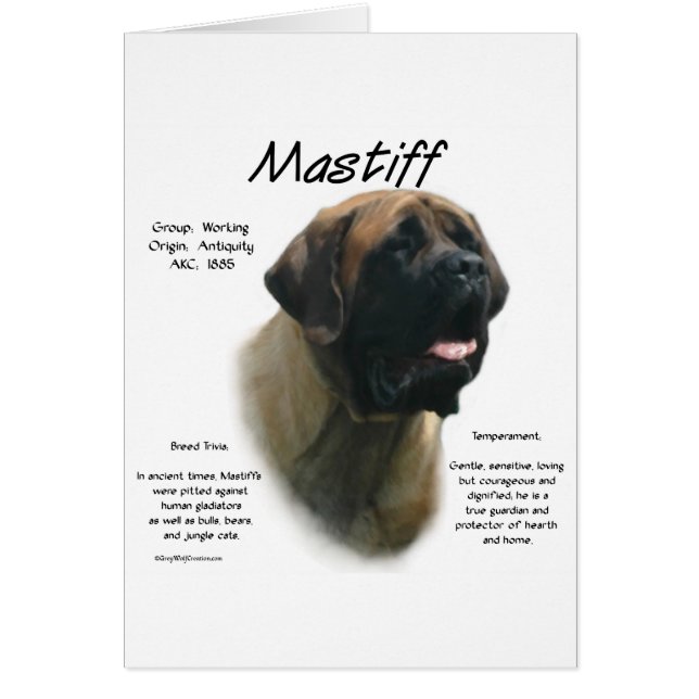 Apricot Mastiff Geschichte (Vorne)