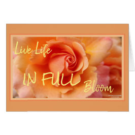 Apricot Peach Rose Blume Nah Up Foto